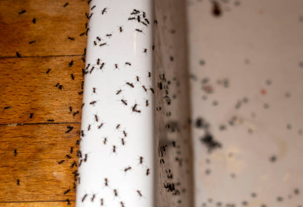 Best Ant Control Services  in Central Heights Midland City, AZ