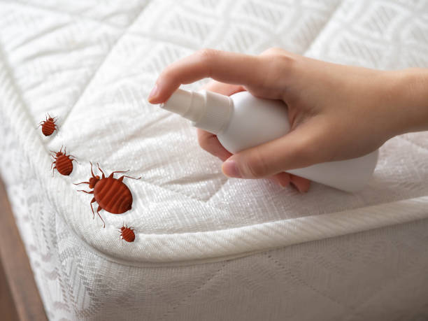 Best Affordable Pest Control Services  in Central Heights Midland City, AZ