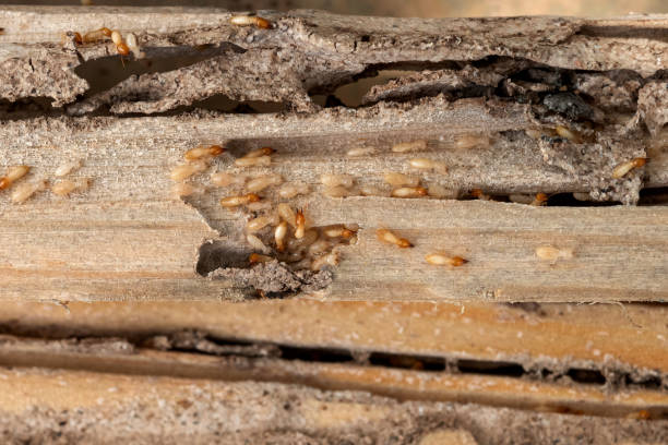 Best Pest Removal Services  in Central Heights Midland City, AZ