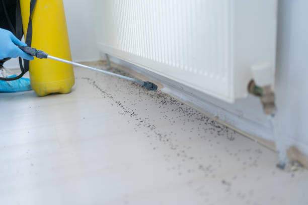 Insect Control in Central Heights Midland City, AZ