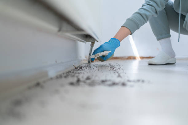 Best Mosquito Control Services  in Central Heights Midland City, AZ